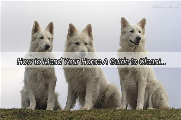  How to Mend Your Home A Guide to Cleaning Up After Your Pups Destructive Spree